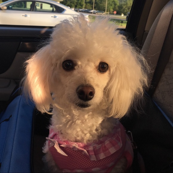 Meet your Poshers, 1Girleegirl and Sassi - Picture 1 of 3